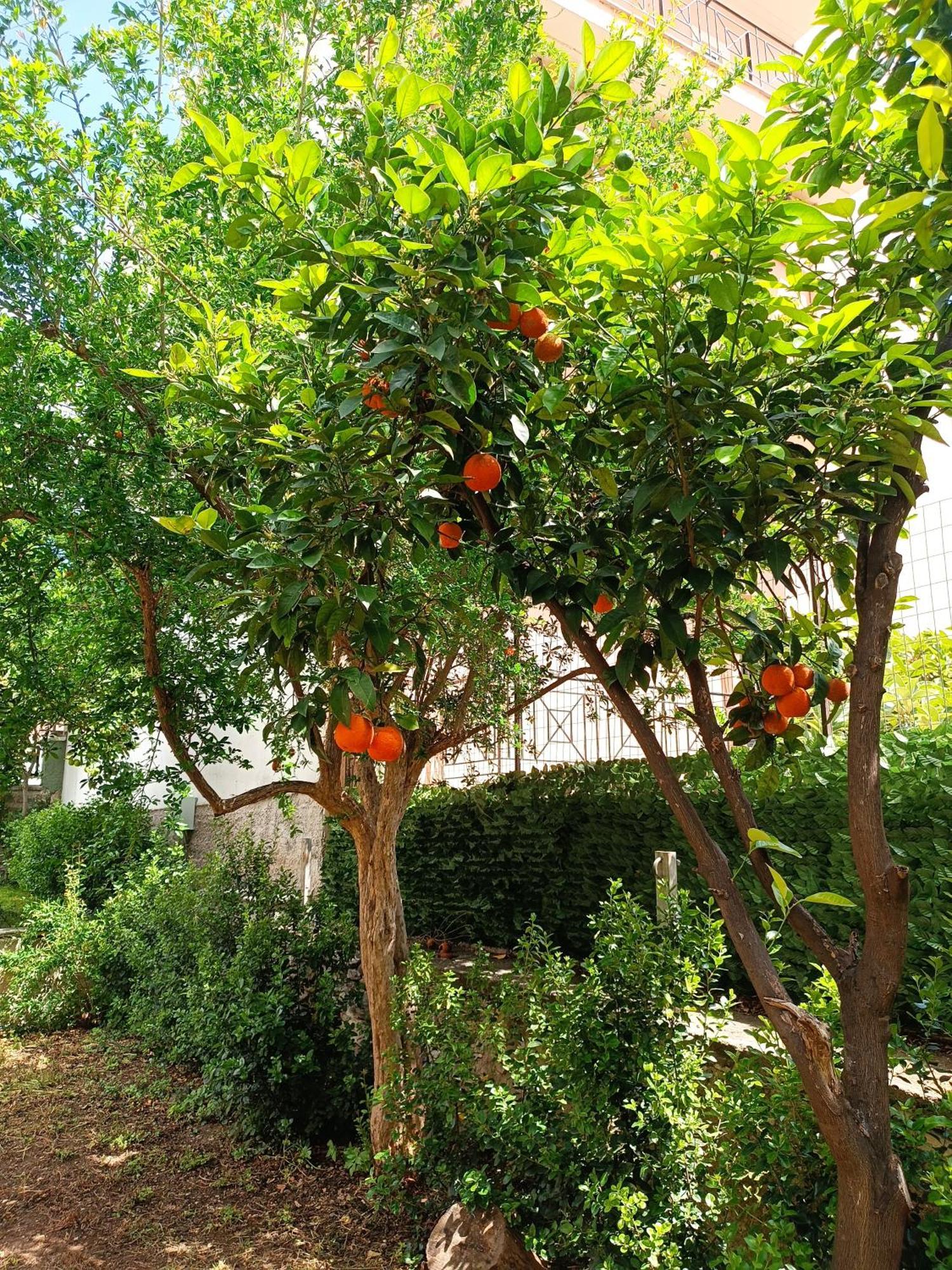 Вилла Betty'S Garden House Неа-Анхиалос Экстерьер фото