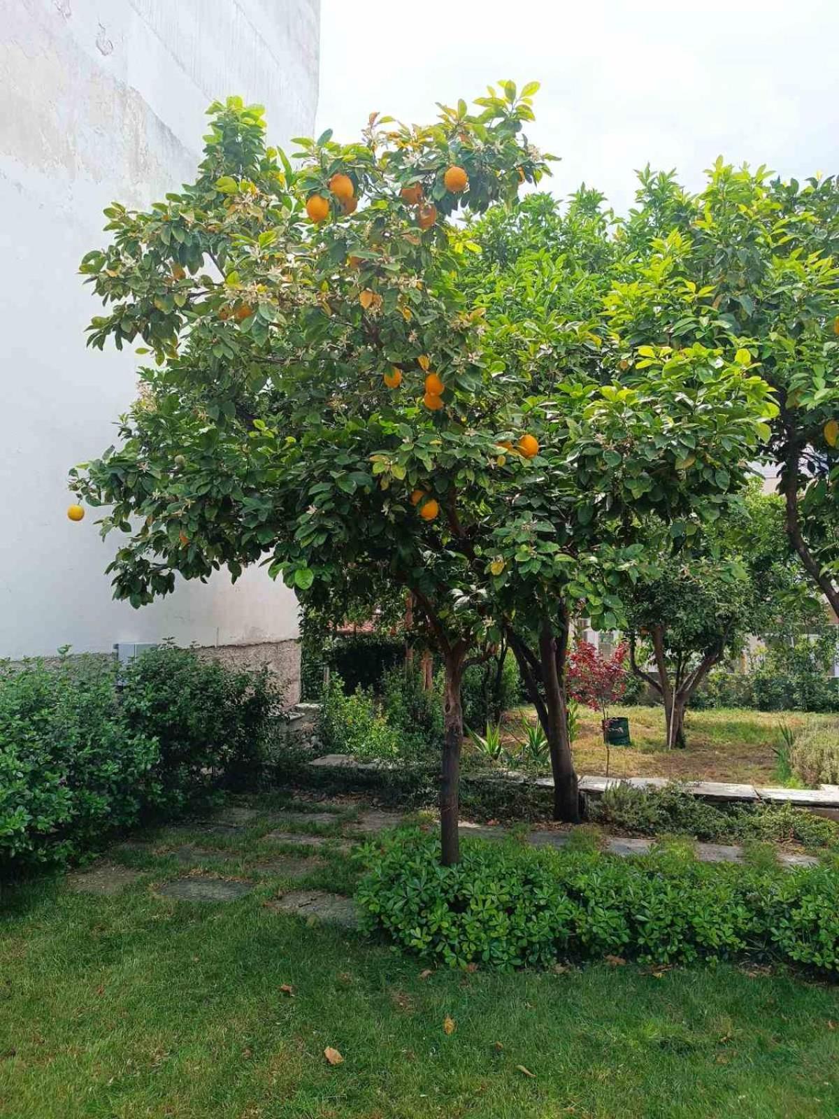 Вилла Betty'S Garden House Неа-Анхиалос Экстерьер фото