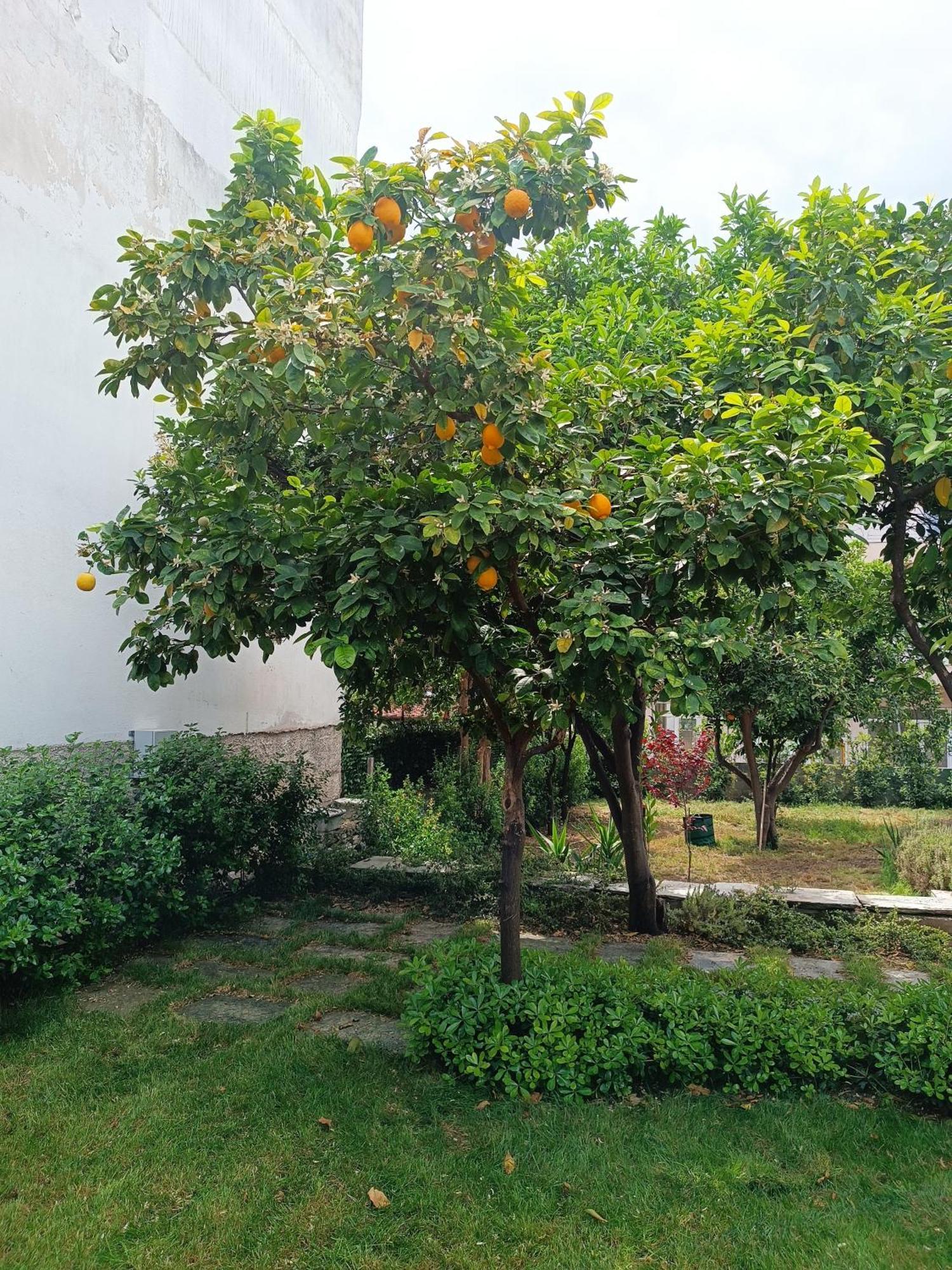 Вилла Betty'S Garden House Неа-Анхиалос Номер фото